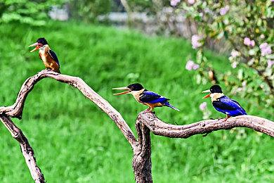 《辟邪除妖 Variants Daphne》CBT开启 之后登陆steam